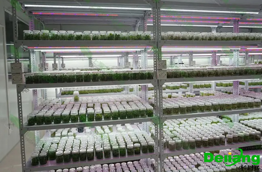 植物培養(yǎng)實驗室